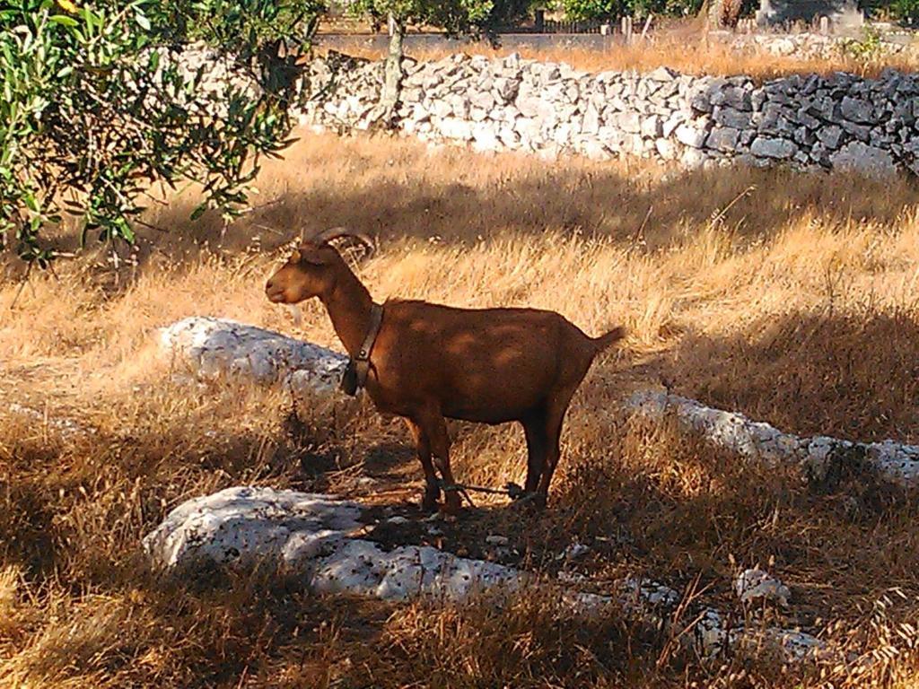 Retiro Da Avo Lidia - Turismo Rural Mendiga Екстер'єр фото